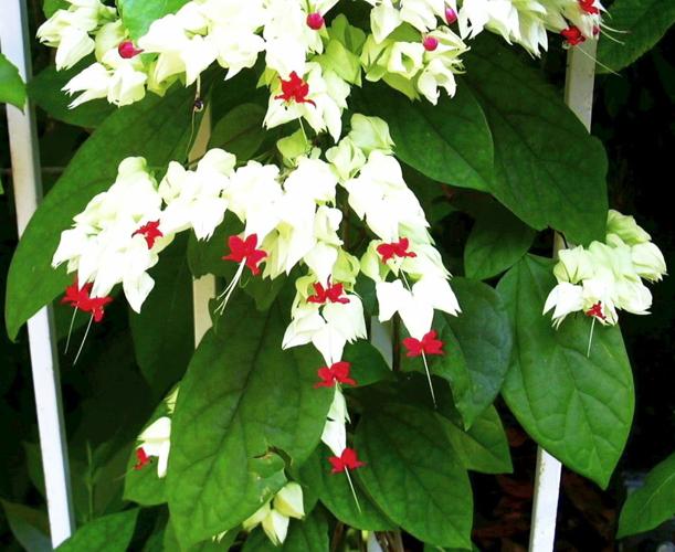 Clerodendrum thomsoniae