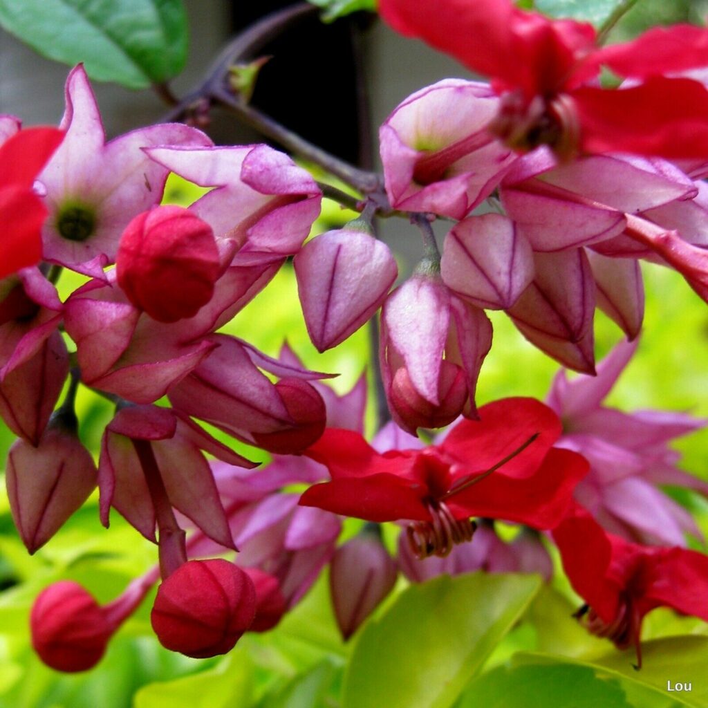 Clerodendrum thomsoniae