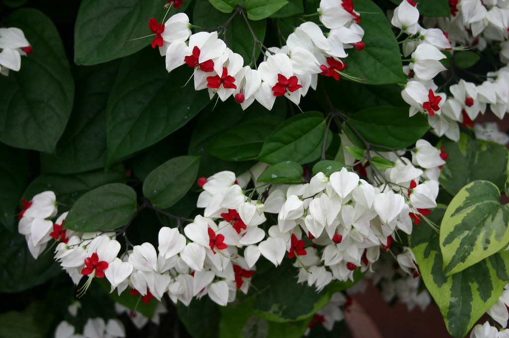 Clerodendrum thomsoniae