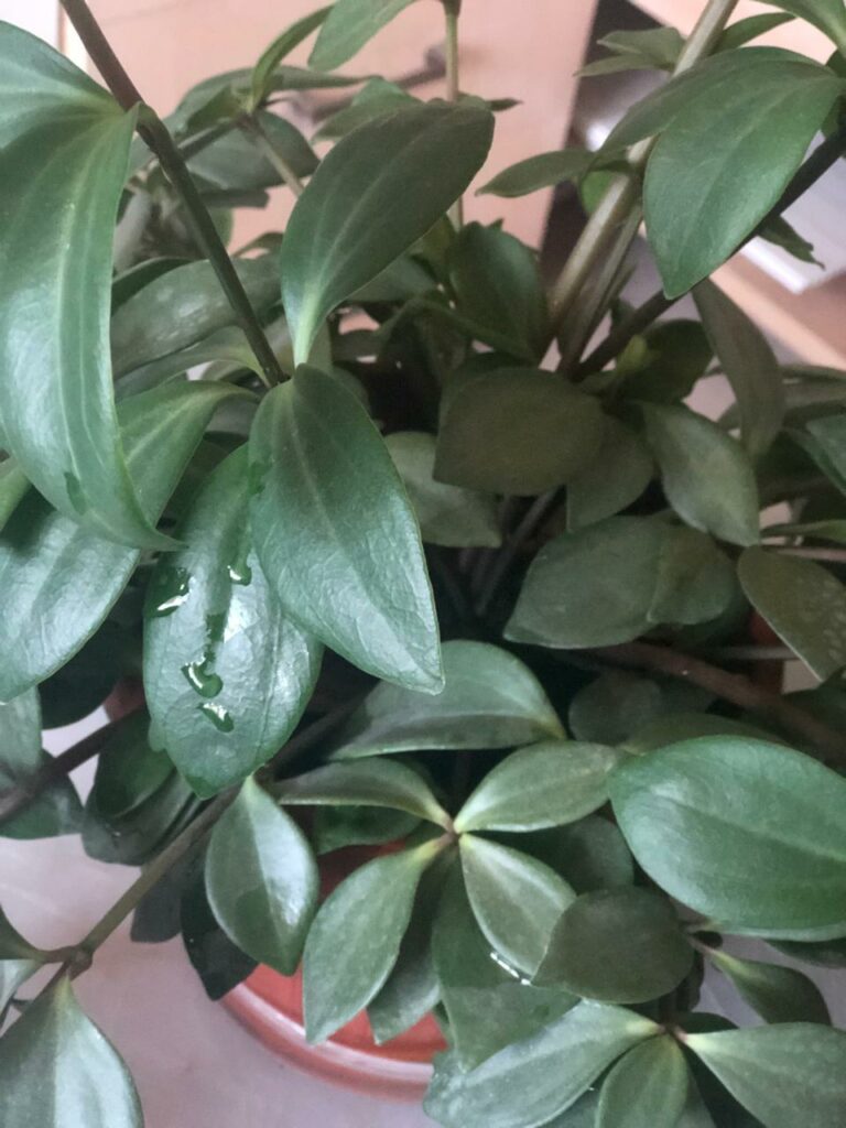 peperomia