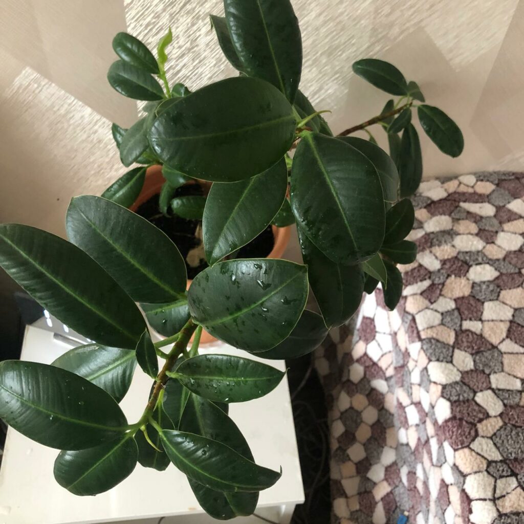 Ficus elastica