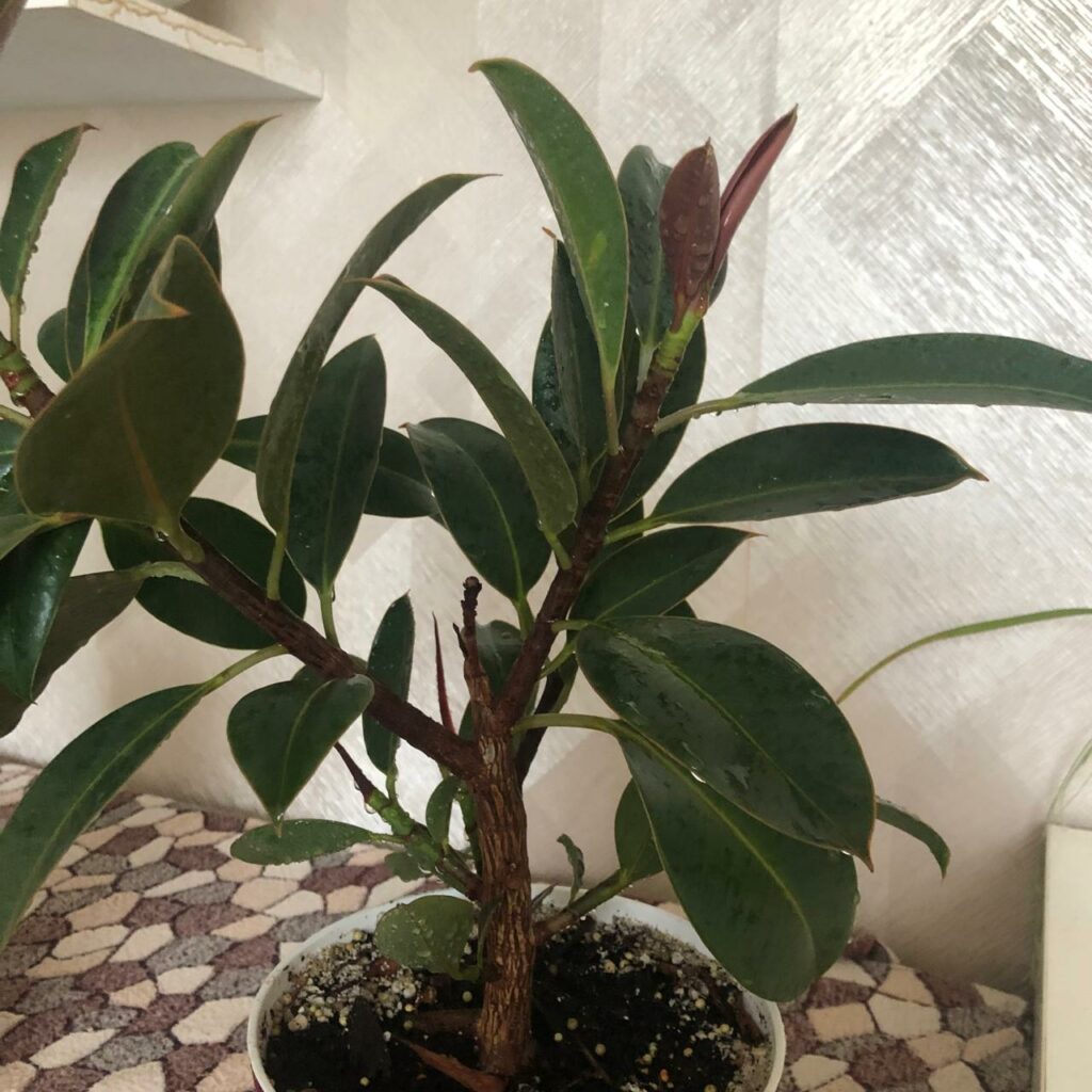 Ficus elastica