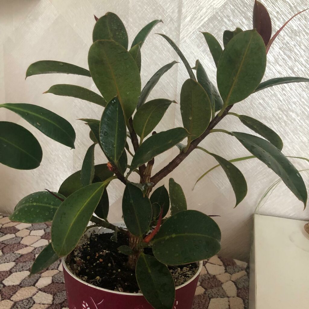 Ficus elastica