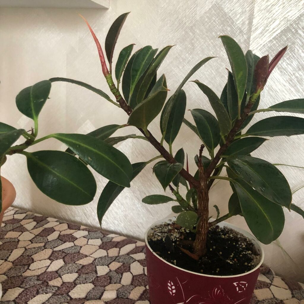 Ficus elastica