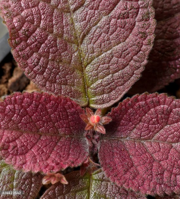 эписция (episcia)