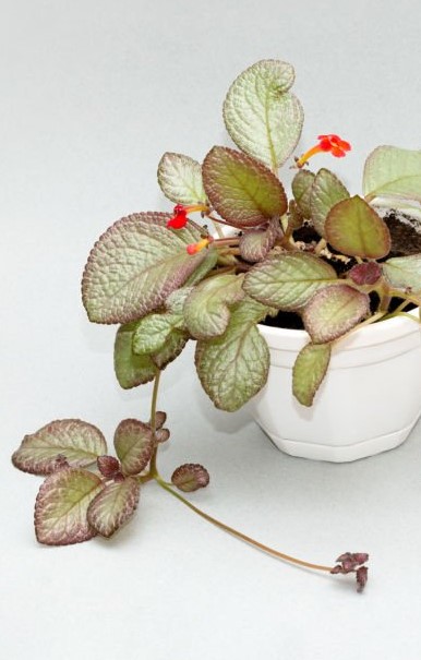 эписция (episcia)