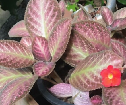 эписция (episcia)