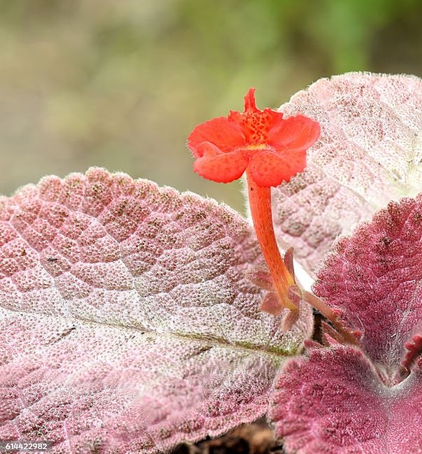 эписция (episcia)