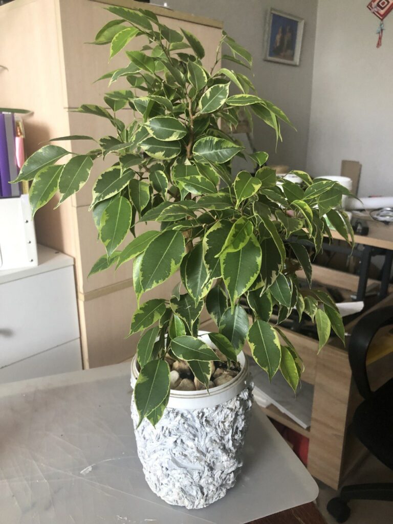 ficus bendjamina